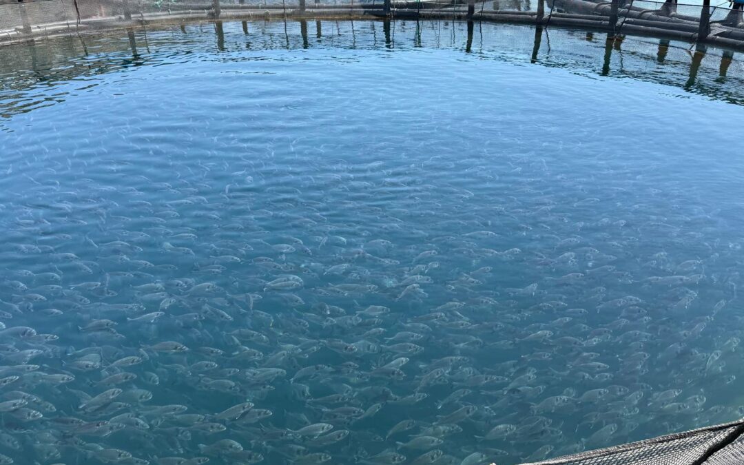 Come leggere l’etichetta del pesce: una guida per consumatori più consapevoli