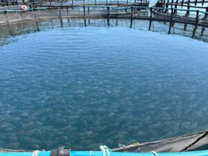 Allevamento pesce a Corinto. etichette pesce