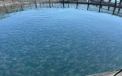 Come leggere l’etichetta del pesce: una guida per consumatori più consapevoli