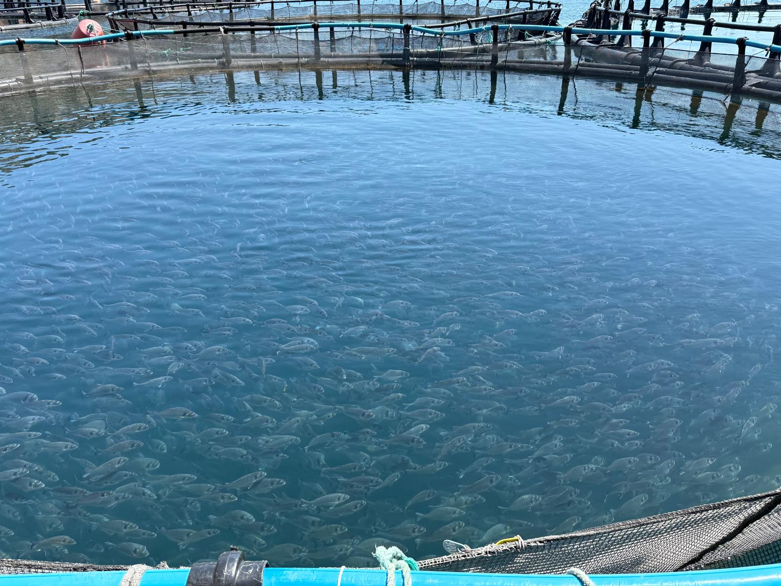 Allevamento pesce a Corinto. etichette pesce